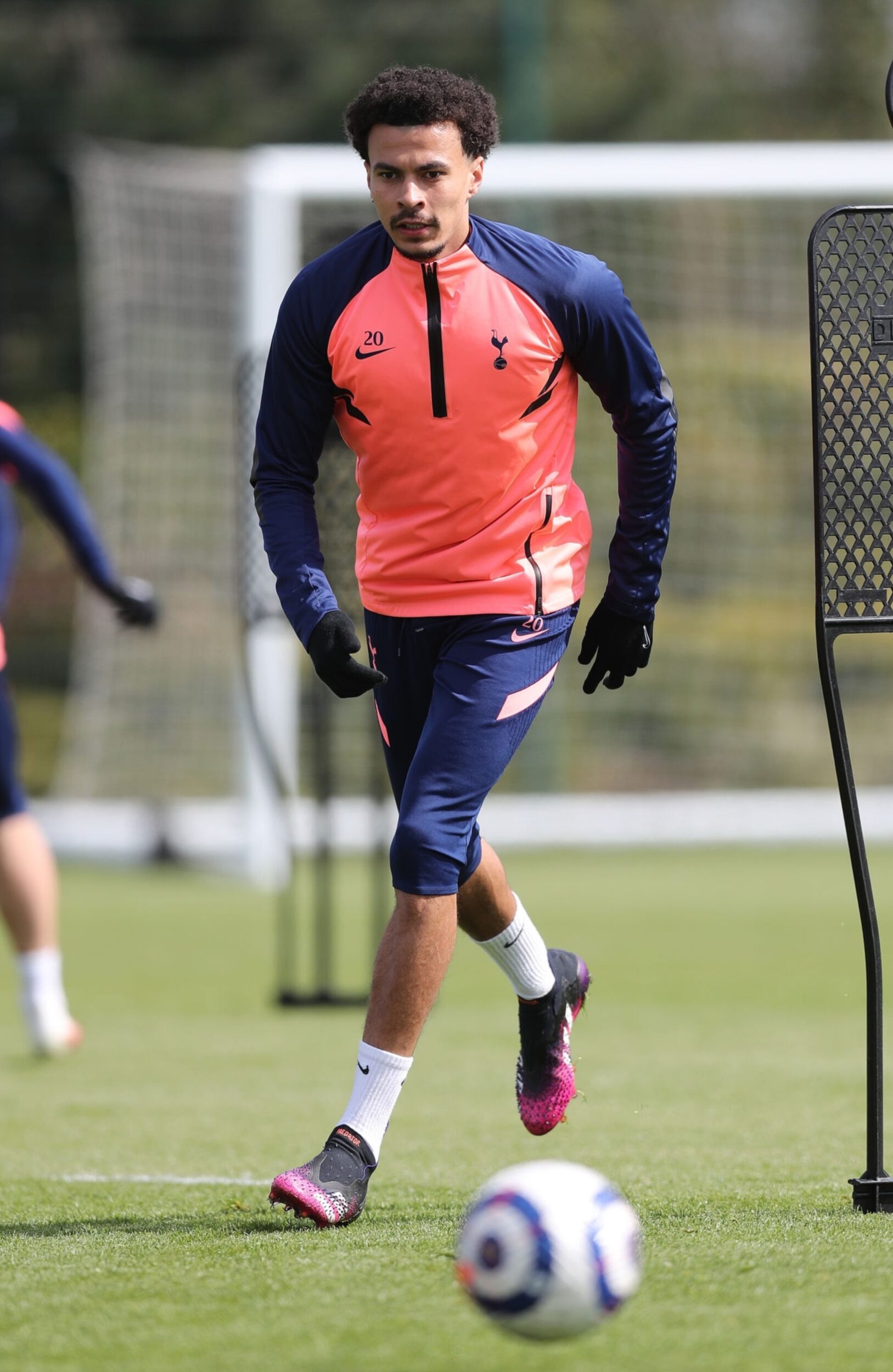 alli predator