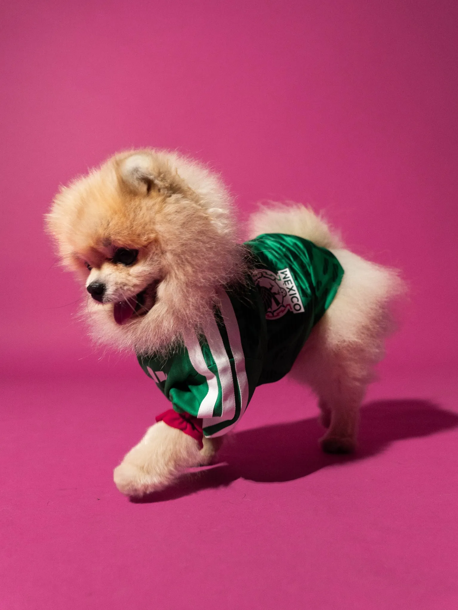 maillot foot adidas coupe du monde 2026 chiens