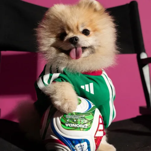 Image de l'article adidas décline les maillots de la Coupe du Monde 2026 pour les animaux de compagnie !