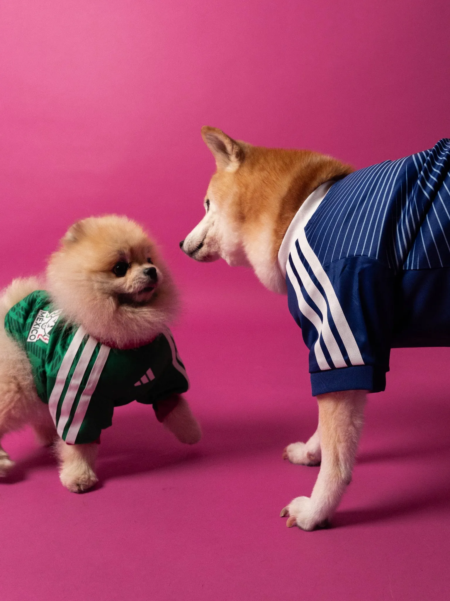 maillot foot adidas coupe du monde 2026 chiens
