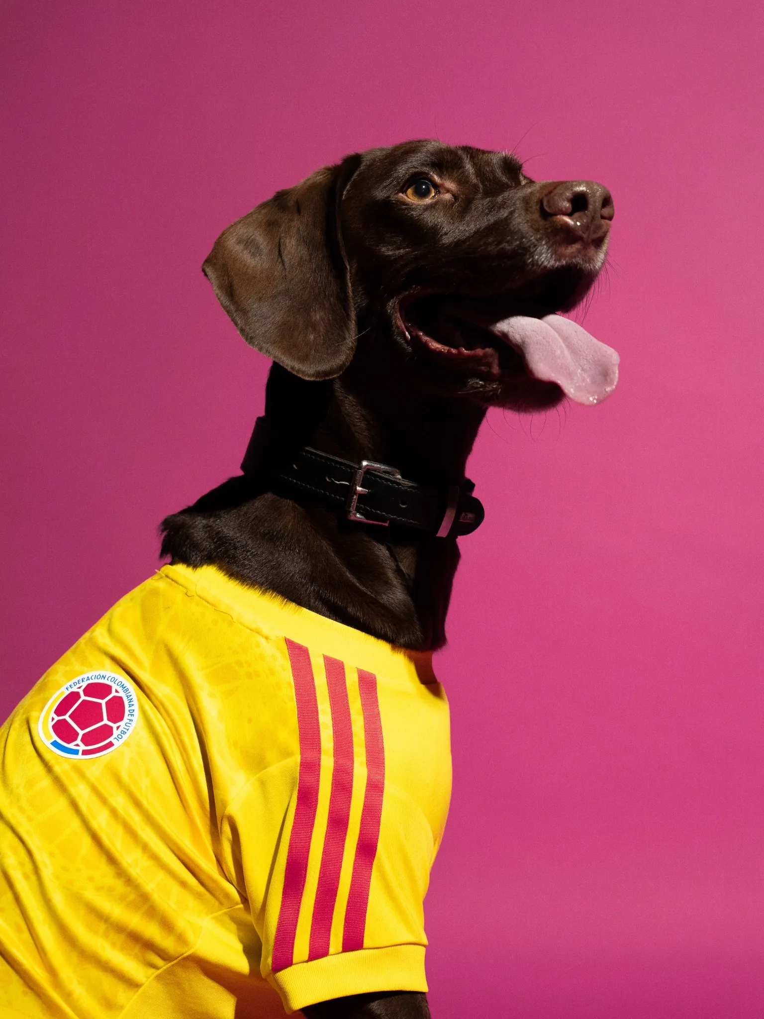 maillot foot adidas coupe du monde 2026 chiens