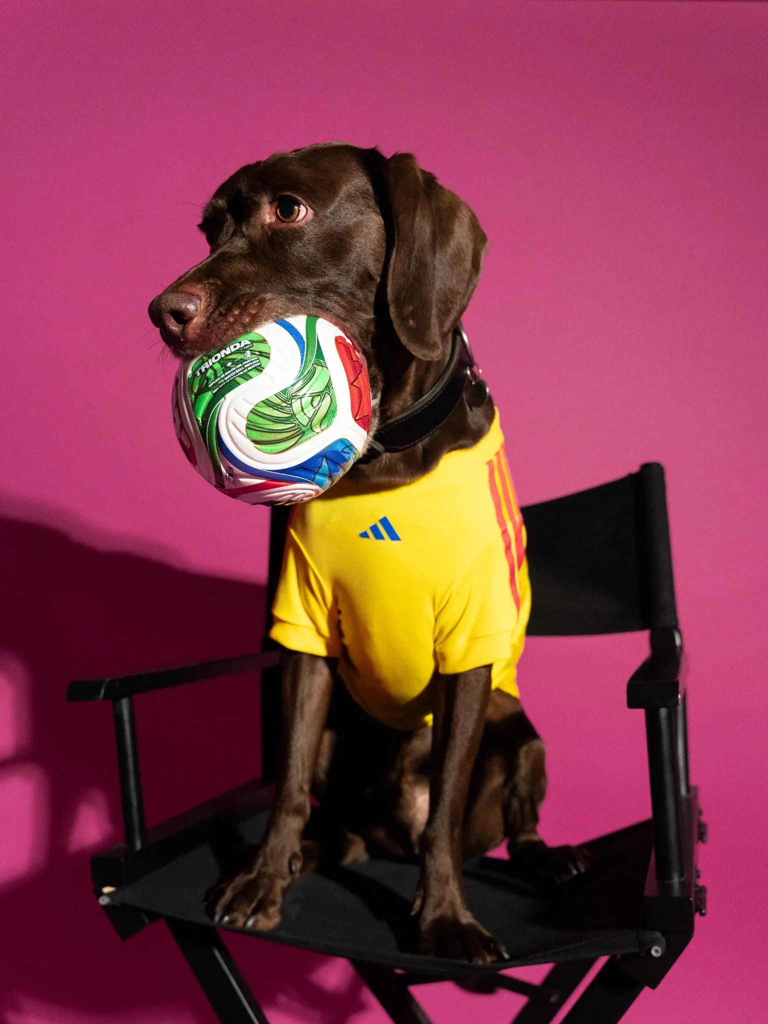 maillot foot adidas coupe du monde 2026 chiens