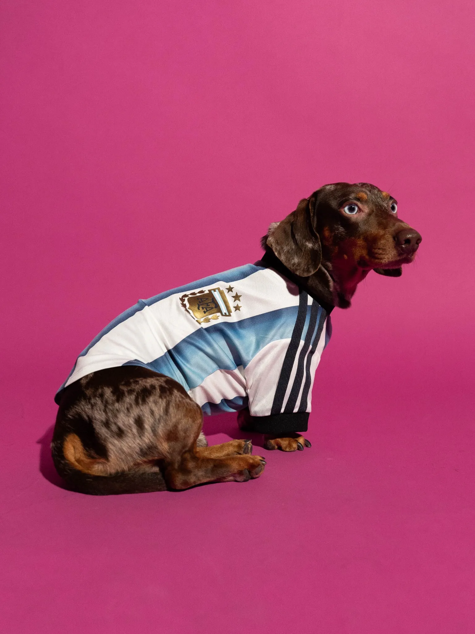 maillot foot adidas coupe du monde 2026 chiens