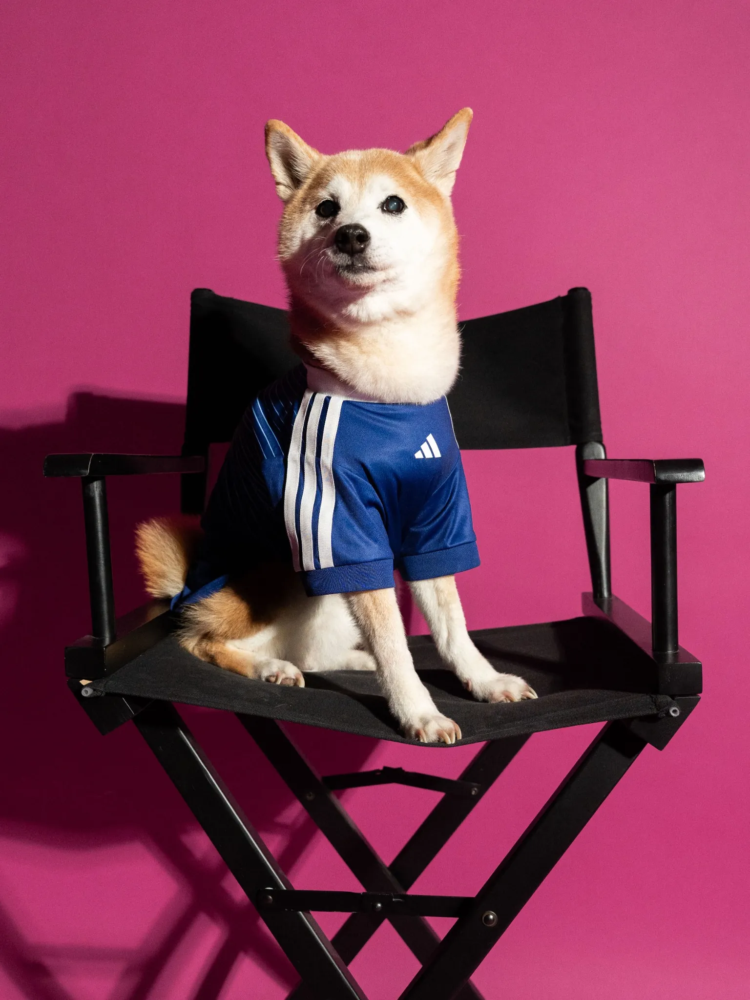 maillot foot adidas coupe du monde 2026 chiens