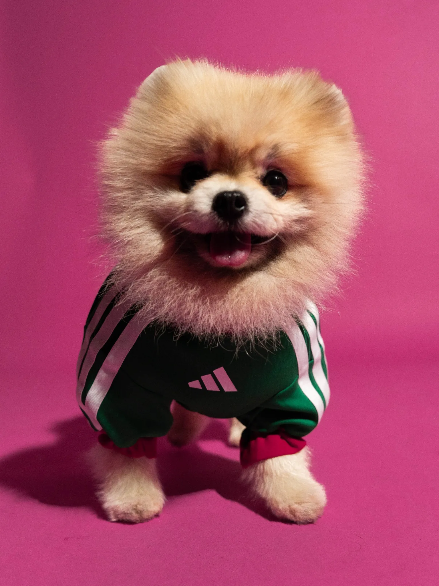 maillot foot adidas coupe du monde 2026 chiens